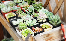 多肉花卉批發_花卉市場多肉_花卉批發多肉圖片大全