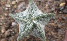 多肉花卉批發_花卉批發多肉圖片大全_花卉市場多肉