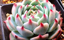 花卉市場多肉_多肉花卉批發_花卉批發多肉圖片大全