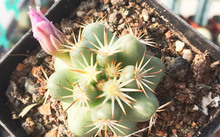 花卉市場多肉_花卉批發多肉圖片大全_多肉花卉批發