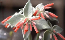 花卉批發多肉圖片大全_多肉花卉批發_花卉市場多肉