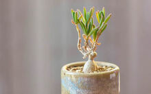 花卉市場多肉_花卉批發多肉圖片大全_多肉花卉批發