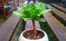 花卉批發多肉圖片大全_多肉花卉批發_花卉市場多肉