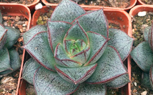 多肉花卉批發_花卉市場多肉_花卉批發多肉圖片大全