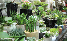 花卉批發多肉圖片大全_花卉市場多肉_多肉花卉批發