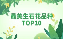 多肉花卉批發_花卉批發多肉圖片大全_花卉市場多肉