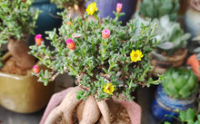 花卉批發多肉圖片大全_多肉花卉批發_花卉市場多肉