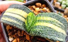 花卉市場多肉_花卉批發多肉圖片大全_多肉花卉批發