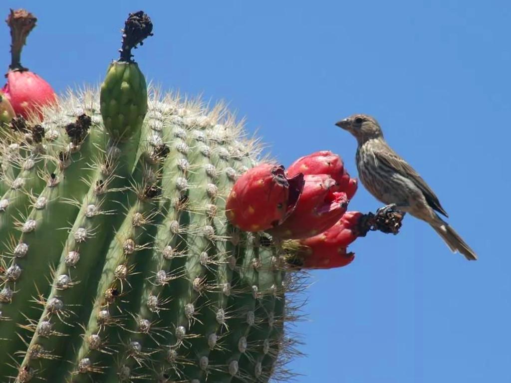 多肉可以吃嗎有哪些健康_多肉可以吃嗎_多肉植物可以吃