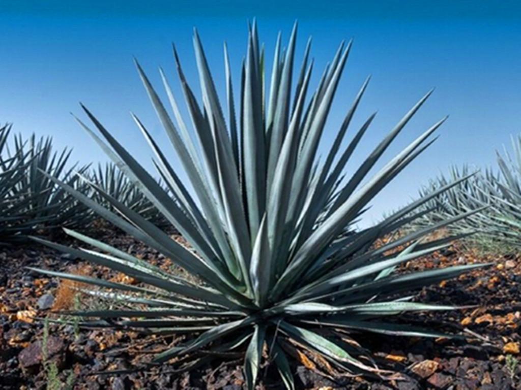 多肉植物可以吃_多肉可以吃嗎_多肉可以吃嗎有哪些健康