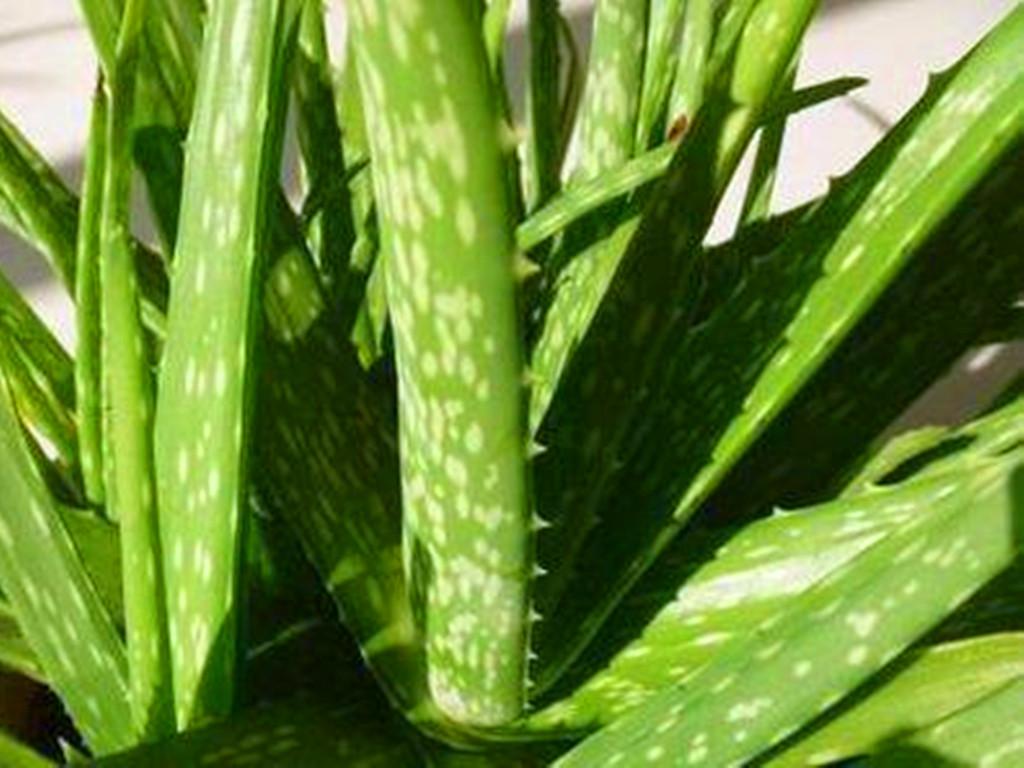 多肉植物可以吃_多肉可以吃嗎_多肉可以吃嗎有哪些健康