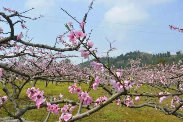 成都懷遠古鎮旅游攻略_成都懷遠古鎮有什么好玩_成都懷遠古鎮景區怎么樣