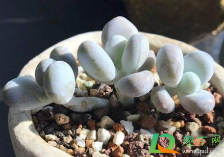 雞蛋玫瑰多肉怎么養_雞蛋玫瑰多肉_雞蛋玫瑰多肉好養嗎