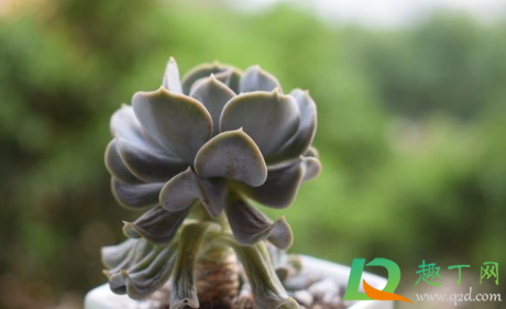 雞蛋玫瑰多肉好養嗎_雞蛋玫瑰多肉_雞蛋玫瑰多肉怎么養