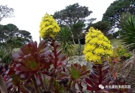 多肉開花會死嗎_開花死的多肉_開花后會死亡的多肉植物