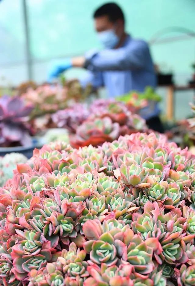 多肉爆芽素真的有用嗎_多肉爆芽素_沒有優芽素是怎么讓多肉爆側芽