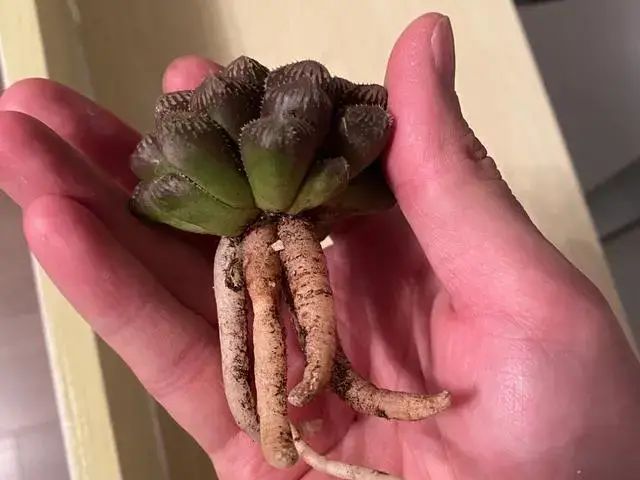 多肉修根_多肉修根直接上盆了會死嗎_多肉如何修根上盆