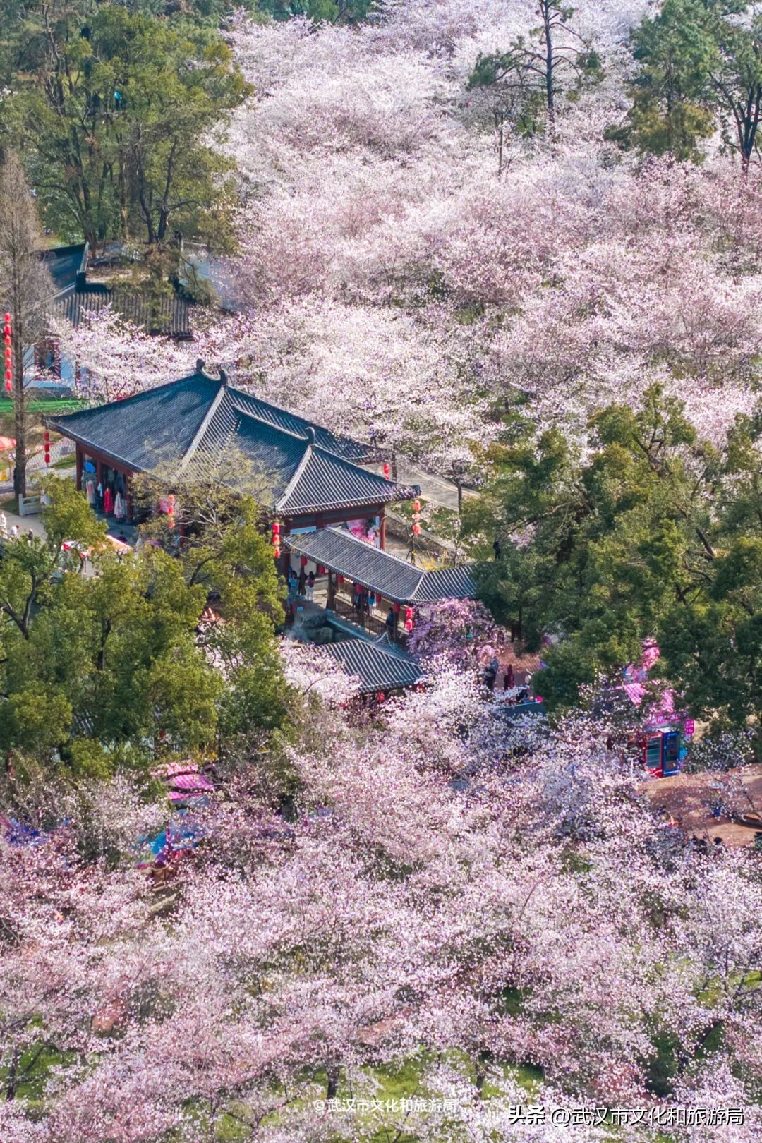 東湖櫻花園賞花時間_東湖生態旅游風景區游玩攻略_武漢馬拉松東湖綠道封閉