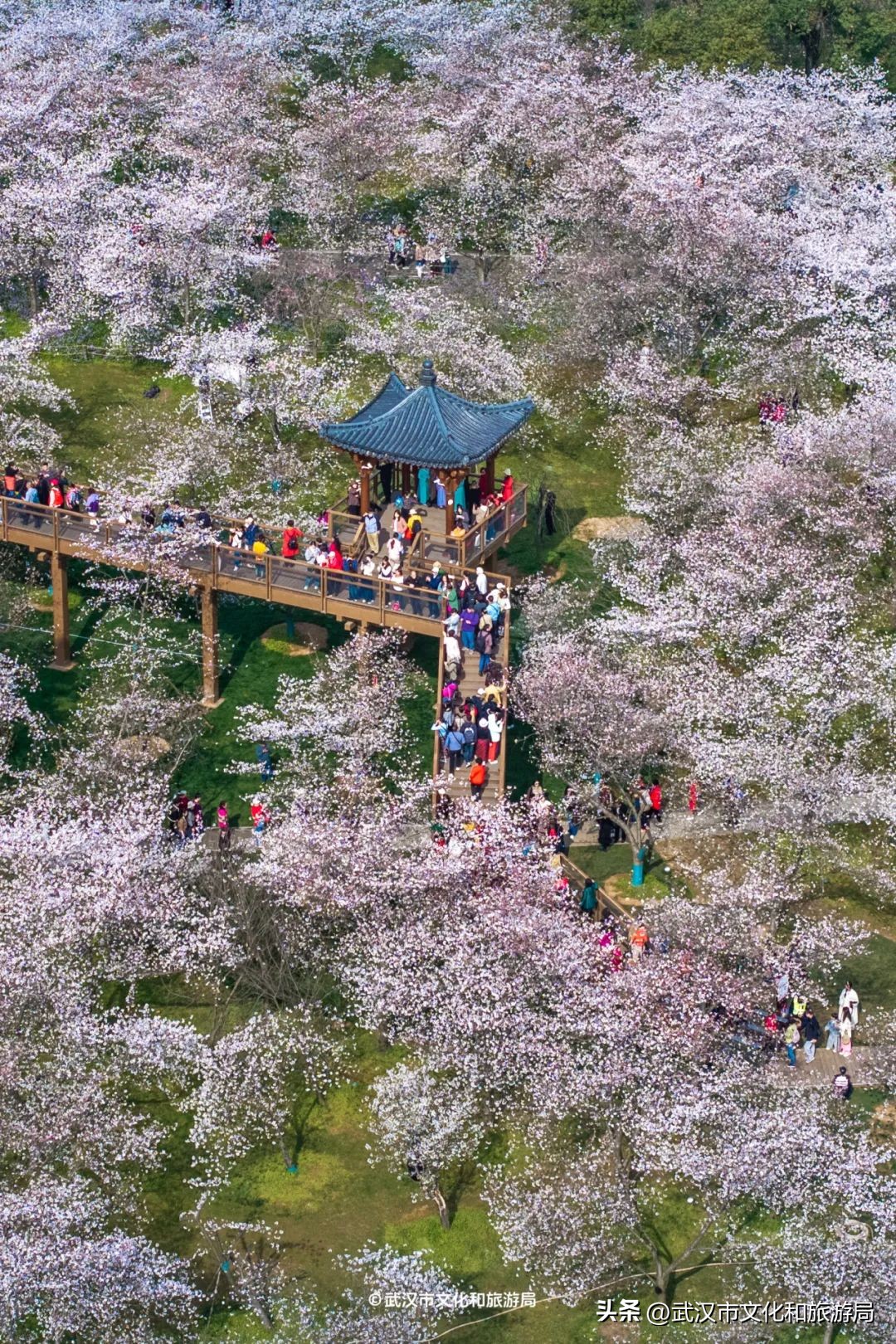 東湖生態旅游風景區游玩攻略_東湖櫻花園賞花時間_武漢馬拉松東湖綠道封閉