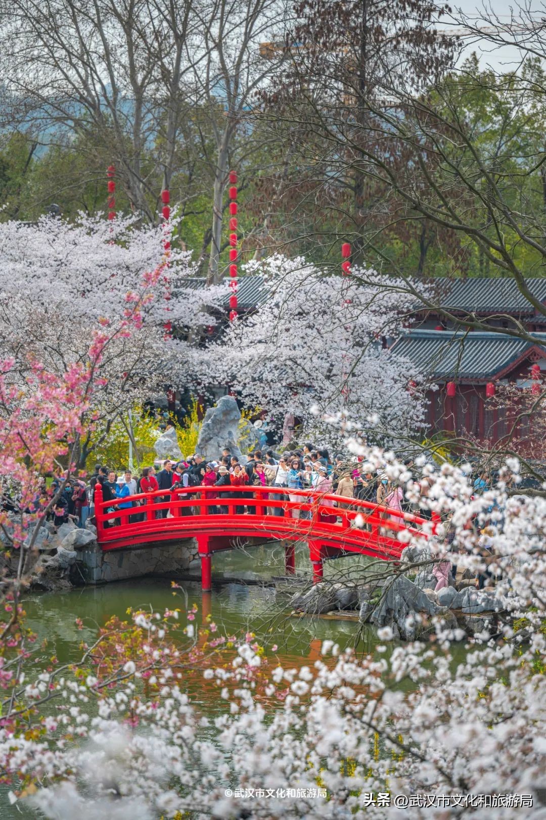 武漢馬拉松東湖綠道封閉_東湖櫻花園賞花時間_東湖生態旅游風景區游玩攻略