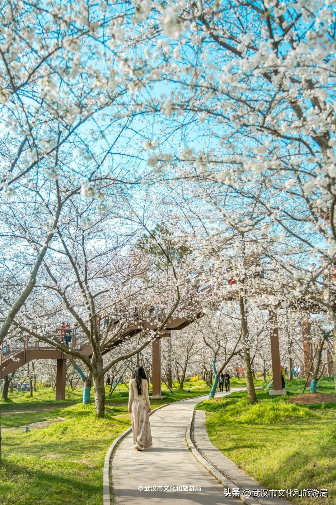 武漢馬拉松東湖綠道封閉_東湖櫻花園賞花時間_東湖生態旅游風景區游玩攻略
