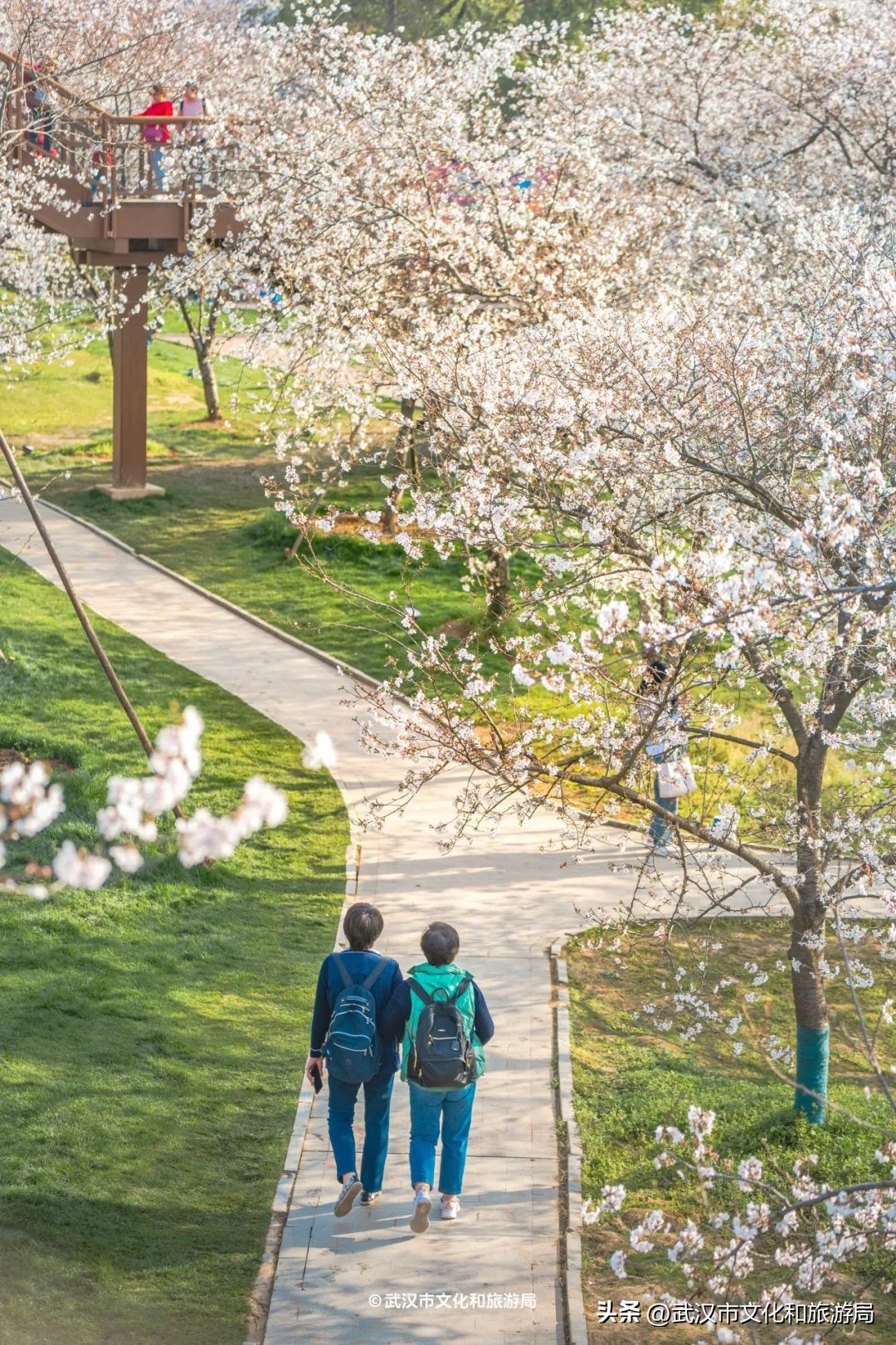 武漢馬拉松東湖綠道封閉_東湖生態旅游風景區游玩攻略_東湖櫻花園賞花時間