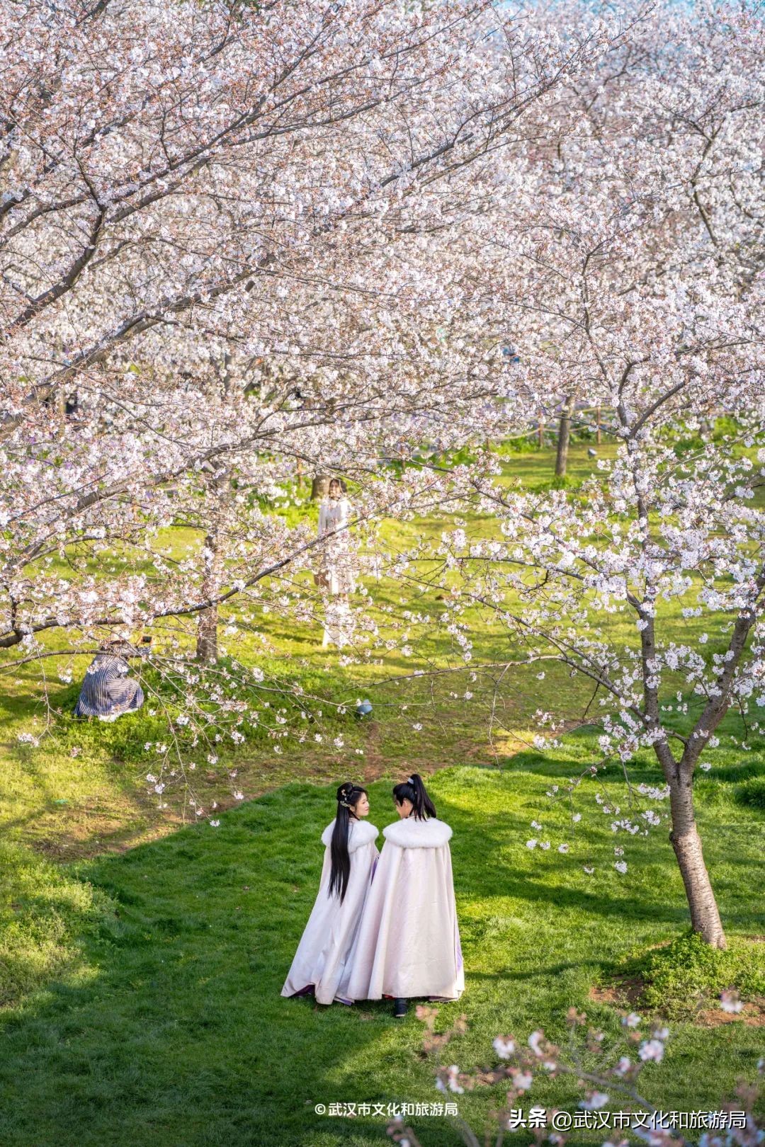 東湖櫻花園賞花時間_東湖生態旅游風景區游玩攻略_武漢馬拉松東湖綠道封閉