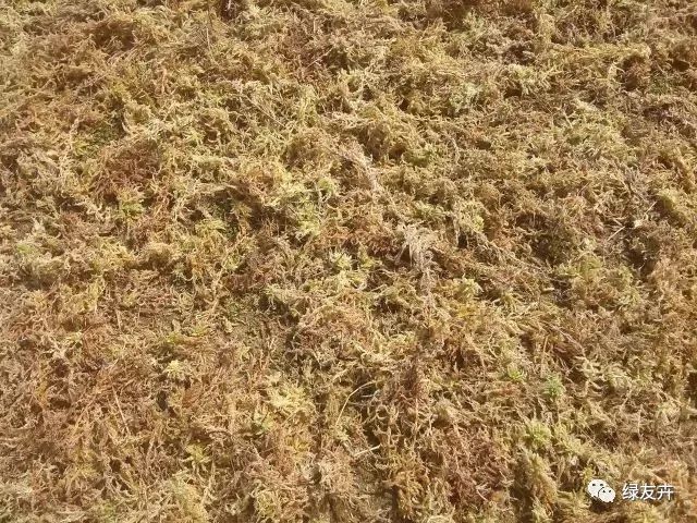 多肉用土配比方法_多肉植物土壤種類_多肉植物配土方案