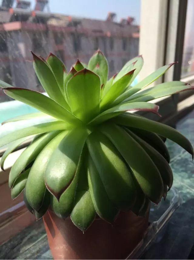 多肉植物夏天防徒長_觀音蓮夏天養(yǎng)護技巧_多肉火焰蒂亞的養(yǎng)殖方法和注意事項