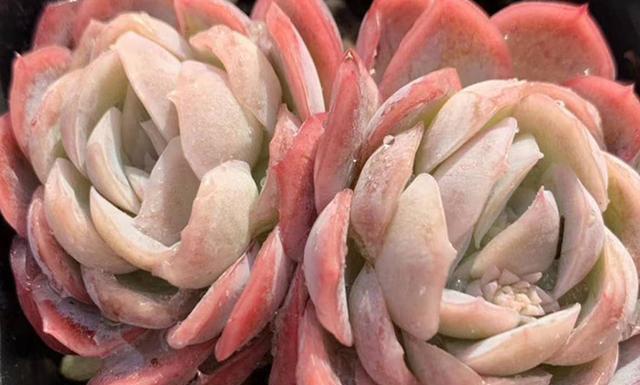 春季多肉露養光照問題_多肉上盆一星期可以露養嗎_春季露養多肉注意事項