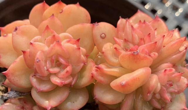 春季露養多肉注意事項_多肉上盆一星期可以露養嗎_春季多肉露養光照問題