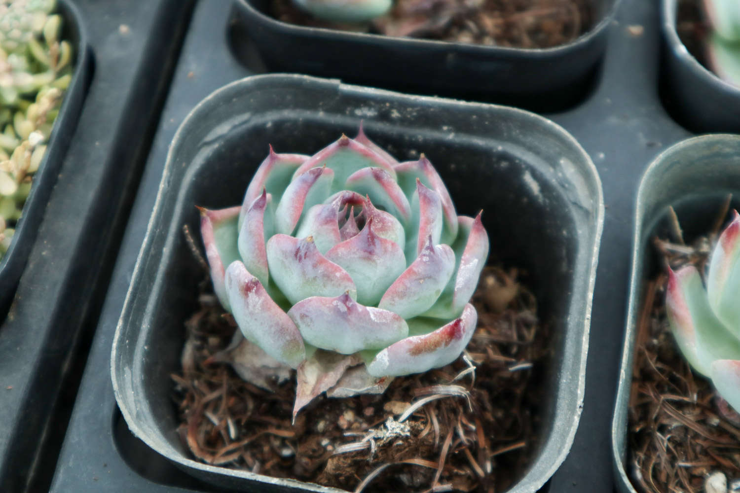 多肉適合酸性還是堿性土壤_腐葉土和泥炭土的應(yīng)用_多肉植物土壤配方