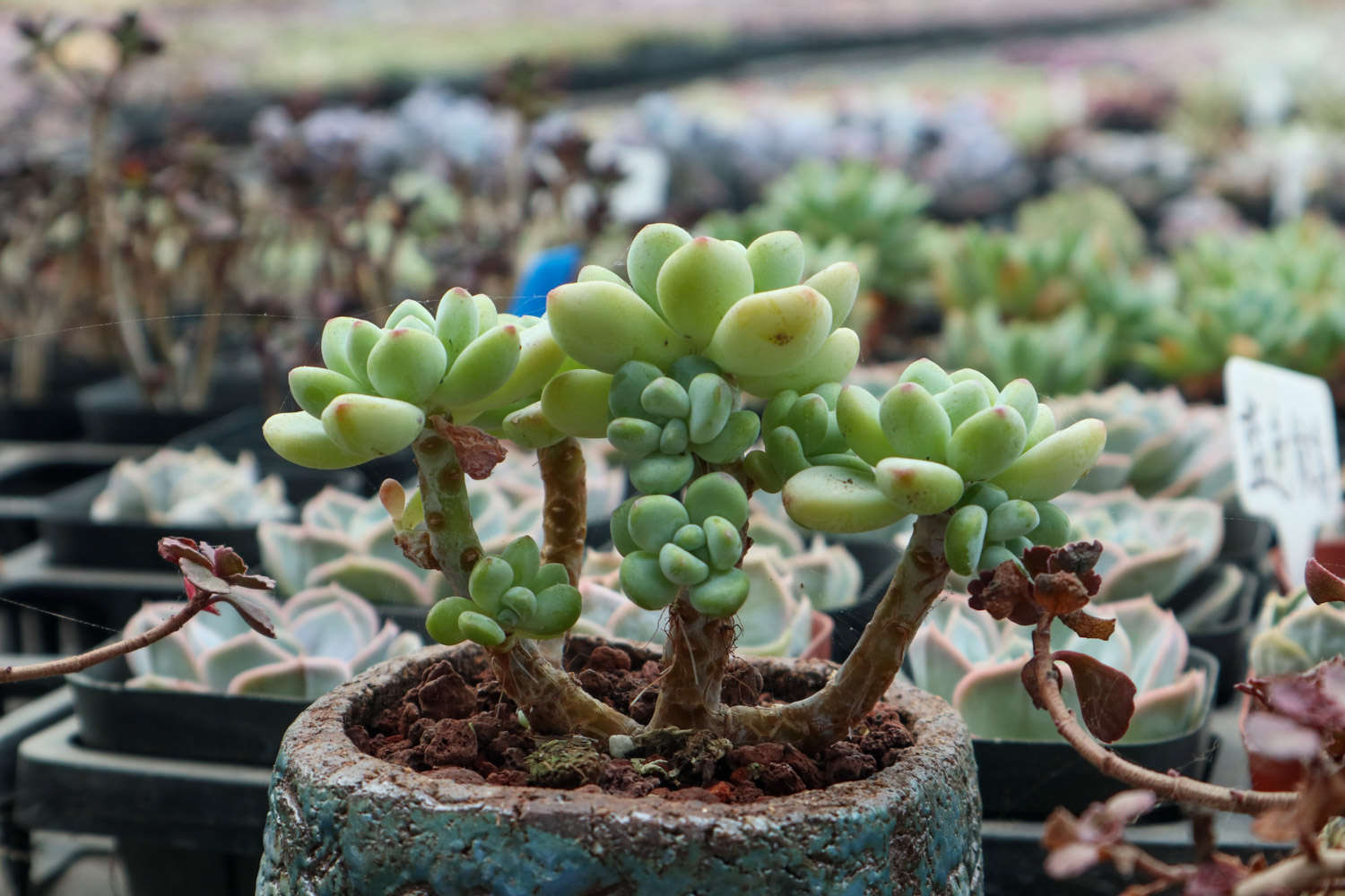 多肉適合酸性還是堿性土壤_多肉植物土壤配方_腐葉土和泥炭土的應(yīng)用