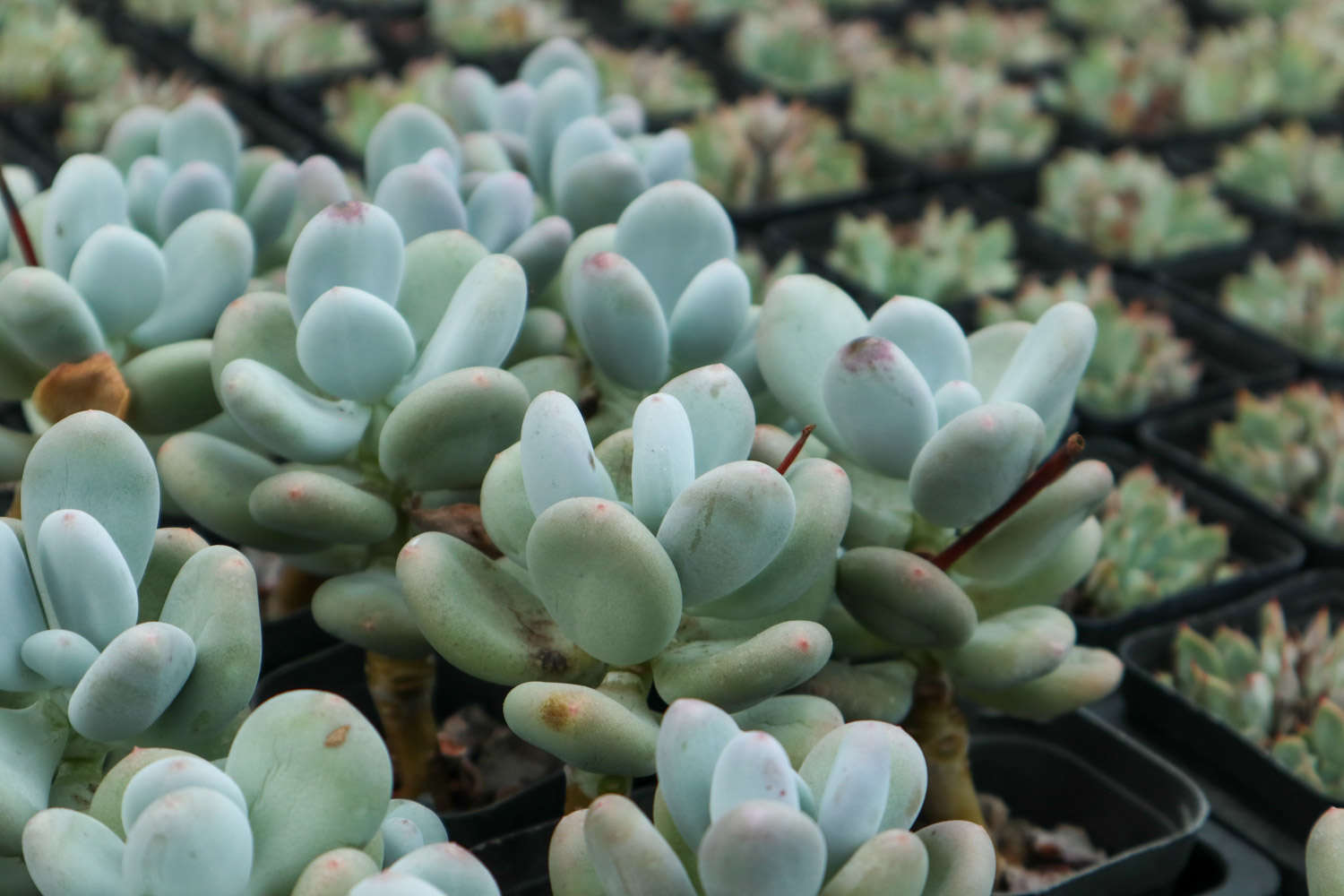 多肉適合酸性還是堿性土壤_多肉植物土壤配方_腐葉土和泥炭土的應(yīng)用