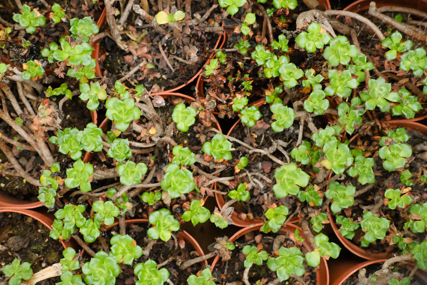 腐葉土和泥炭土的應(yīng)用_多肉植物土壤配方_多肉適合酸性還是堿性土壤