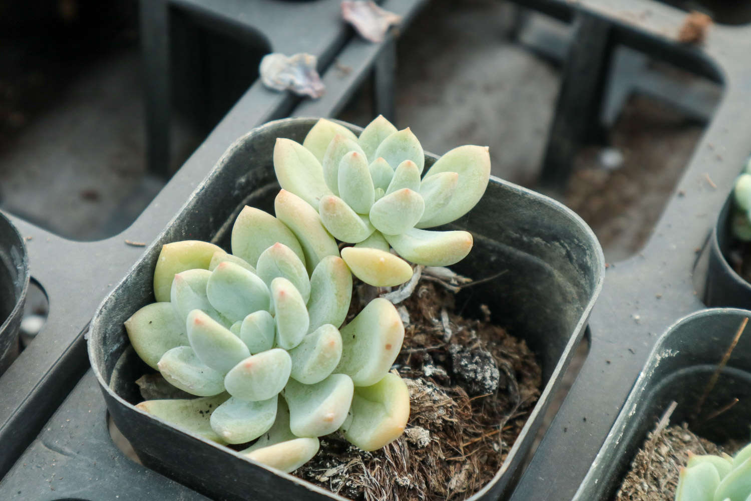 多肉植物土壤配方_多肉適合酸性還是堿性土壤_腐葉土和泥炭土的應(yīng)用