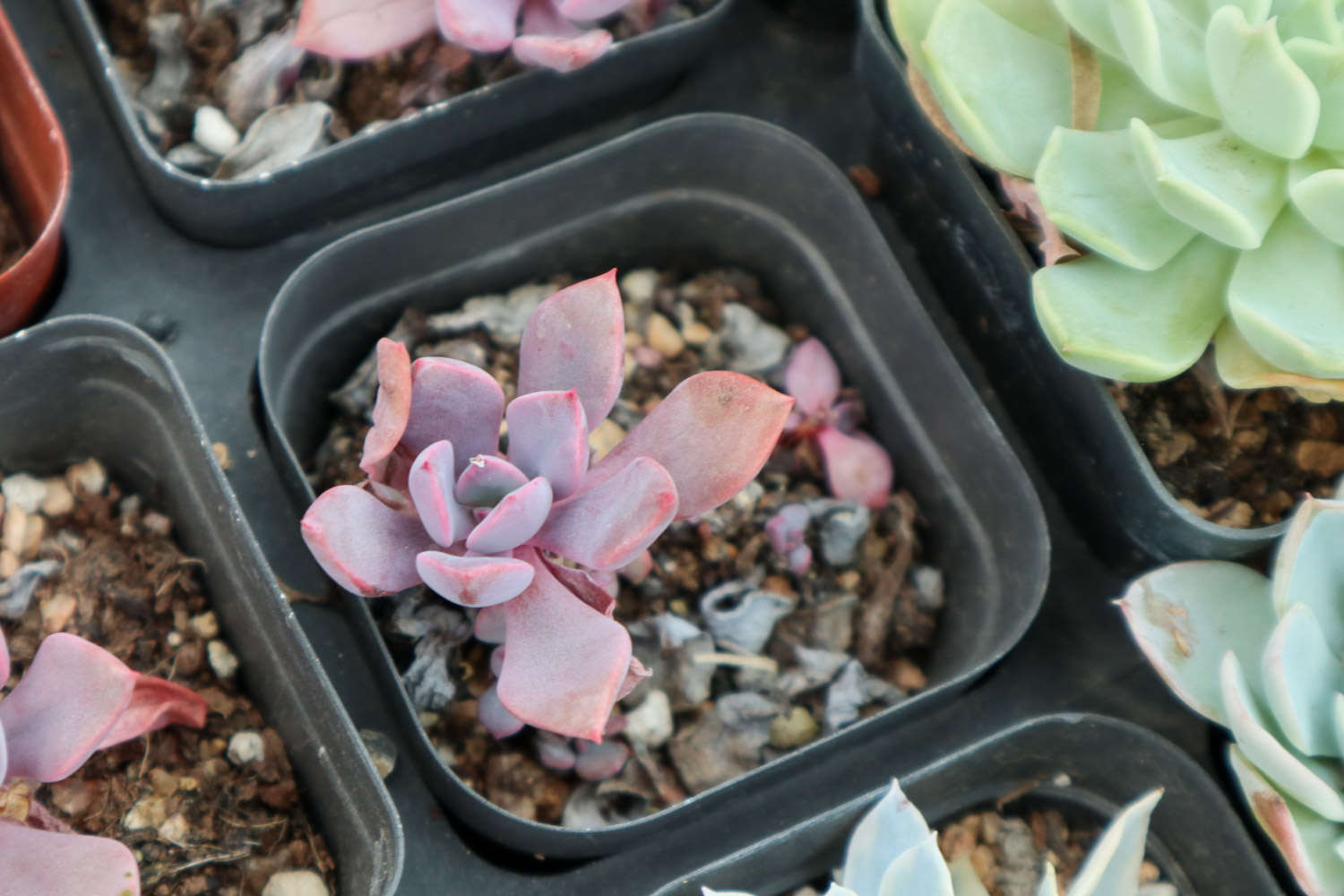 腐葉土和泥炭土的應(yīng)用_多肉植物土壤配方_多肉適合酸性還是堿性土壤