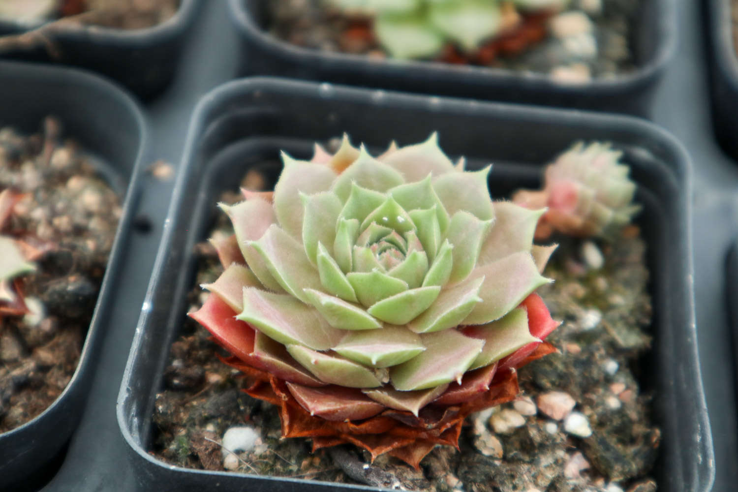 多肉適合酸性還是堿性土壤_多肉植物土壤配方_腐葉土和泥炭土的應(yīng)用