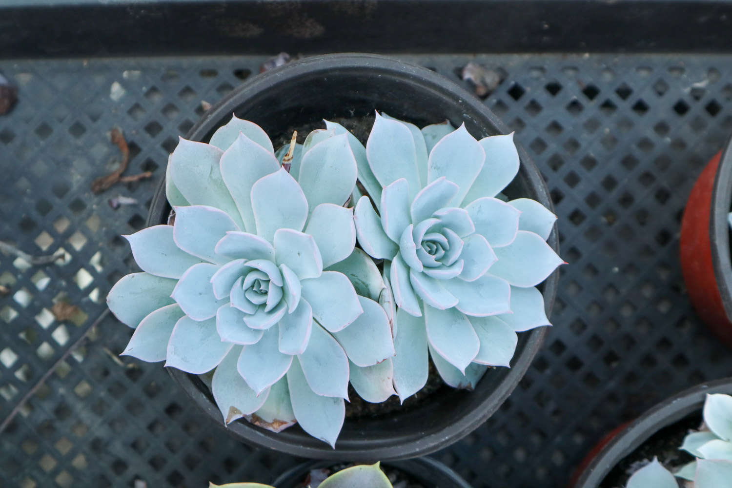 多肉植物土壤配方_多肉適合酸性還是堿性土壤_腐葉土和泥炭土的應(yīng)用