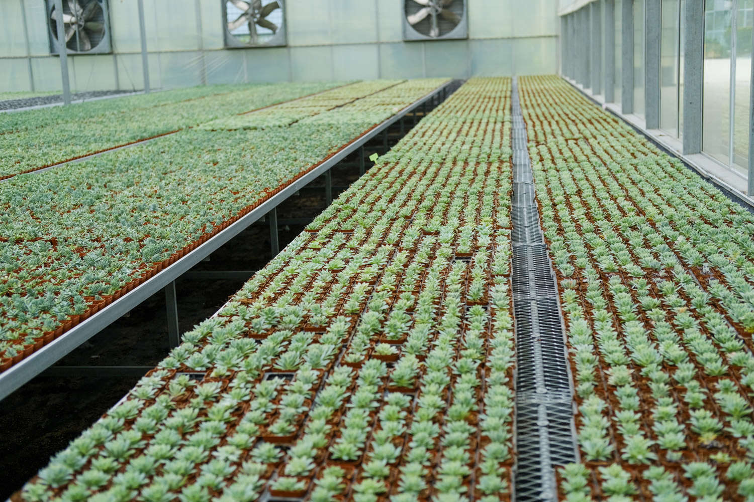 多肉適合酸性還是堿性土壤_多肉植物土壤配方_腐葉土和泥炭土的應(yīng)用